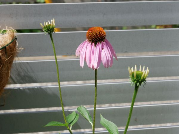 開花したエキナセアとつぼみ
