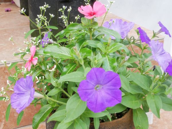 種まきから育てたペチュニアを使った寄せ植え