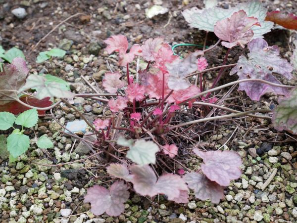 ヒューケラが葉焼け?葉焼けする原因や対処法・復活のさせ方・夏の暑さから守る夏越しのさせ方を紹介! | えみhanaガーデン