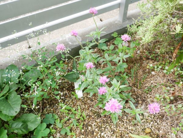 植え付けから3週間後のゴンフレナ ラブラブラブ