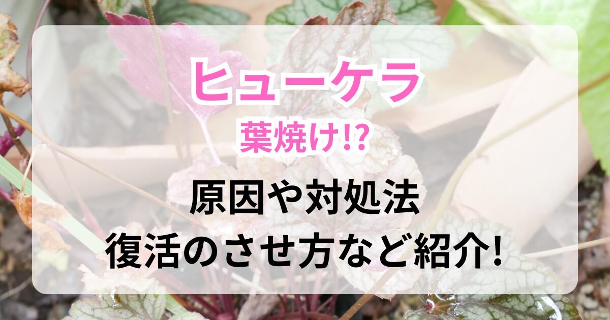 ヒューケラが葉焼け?葉焼けする原因や対処法・復活のさせ方・夏の暑さから守る夏越しのさせ方を紹介! | えみhanaガーデン