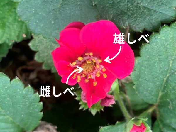 イチゴの花