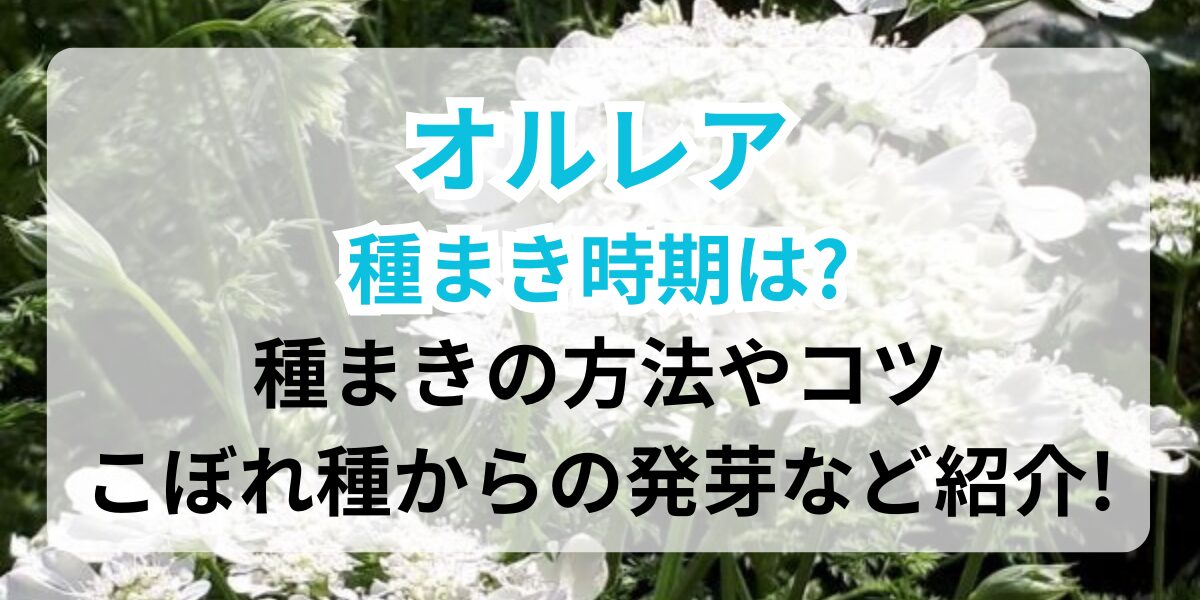 オルレアの花