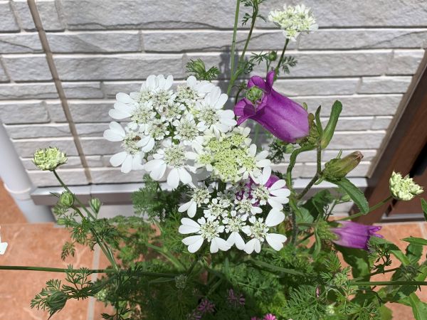 オルレアの寄せ植え