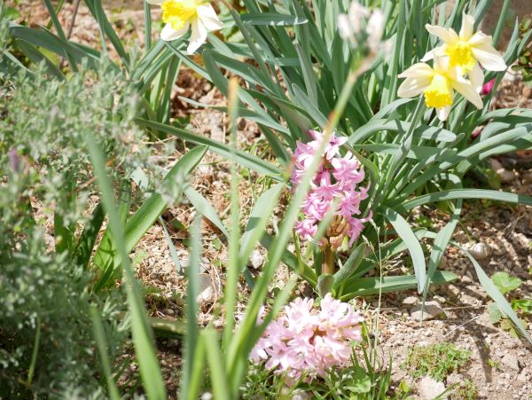 ヒヤシンスの花