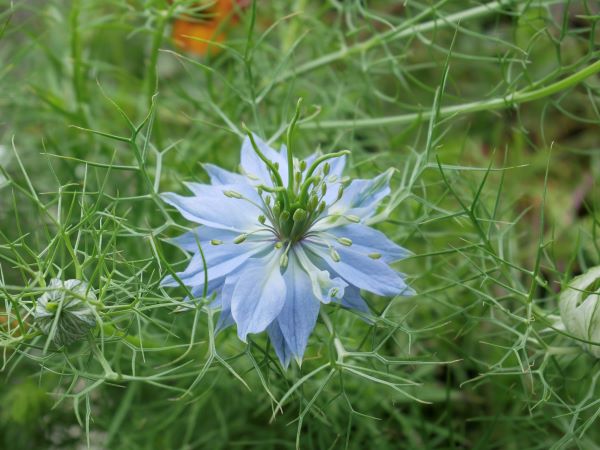 ニゲラの花