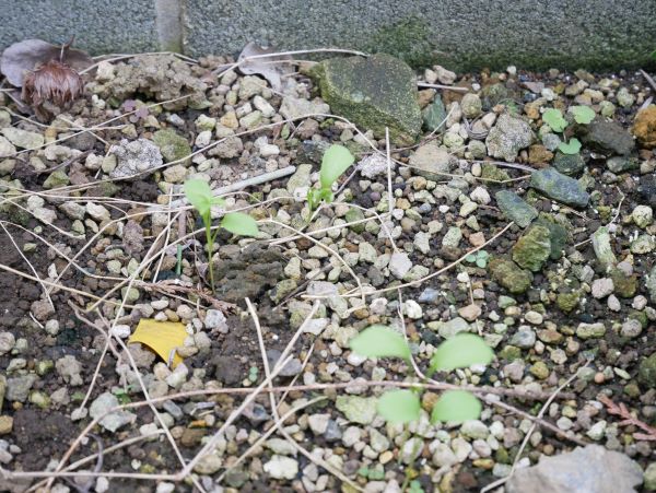 ニゲラのこぼれ種からの発芽