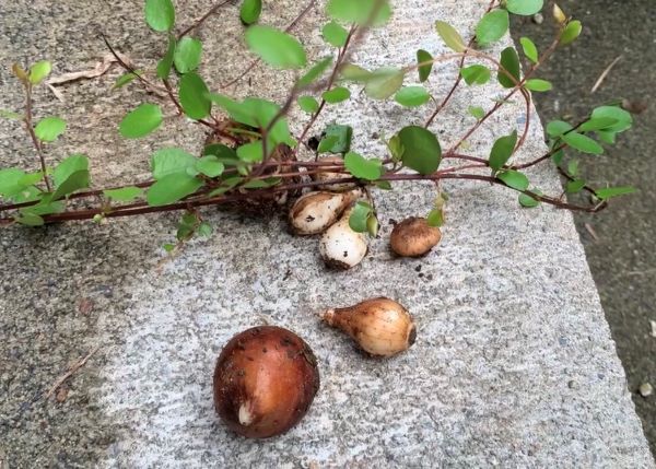 秋植えの球根