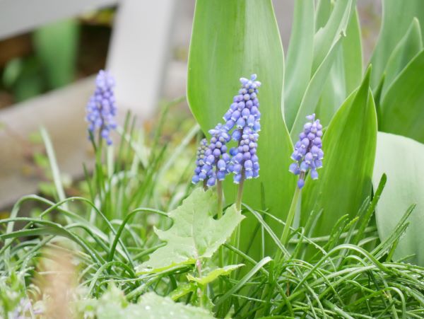 ムスカリの花