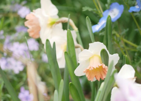 スイセンの花