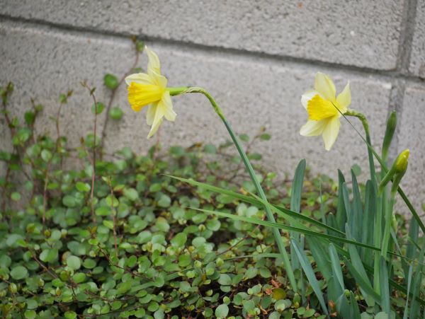 横向きのスイセンの花