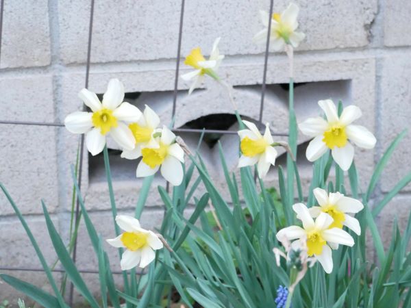 植えっぱなしのスイセン