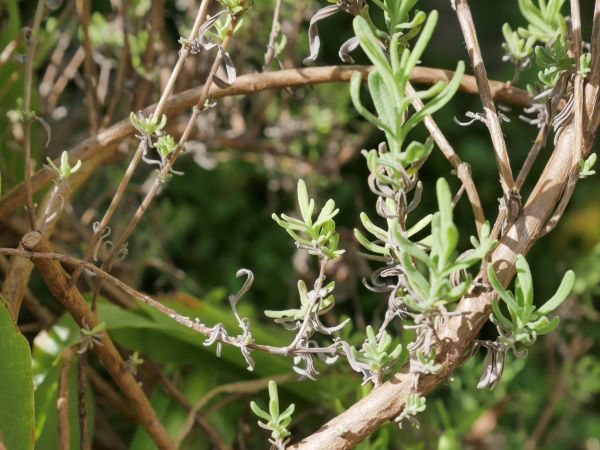 ラベンダーの新芽が出ている枝