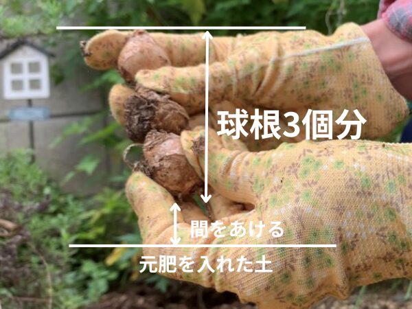 球根の植え方