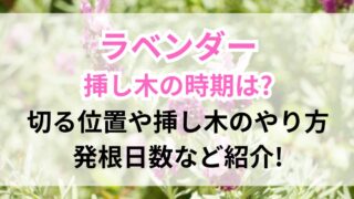 ラベンダーの花