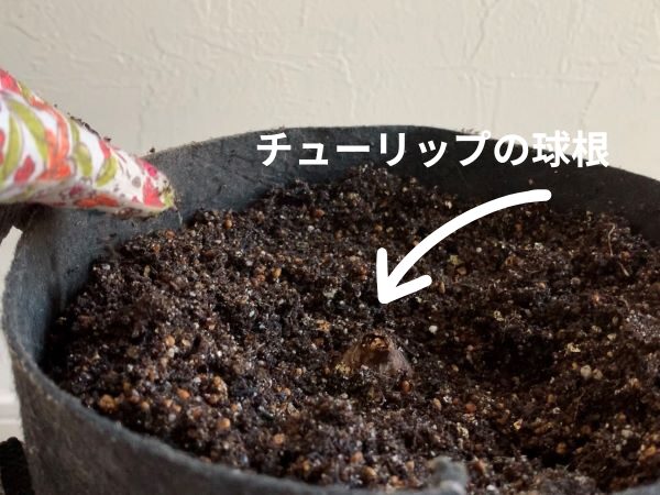 チューリップの球根をプランターに植えているところ