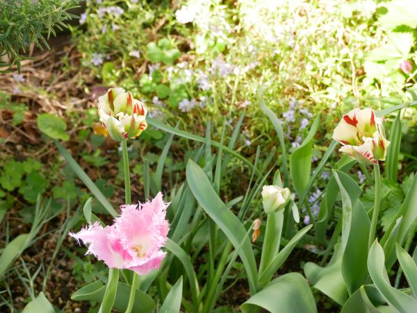 地植えのチューリップ