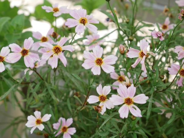 コレオプシスの花