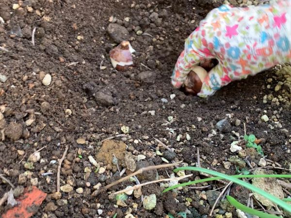 チューリップの球根の地植え