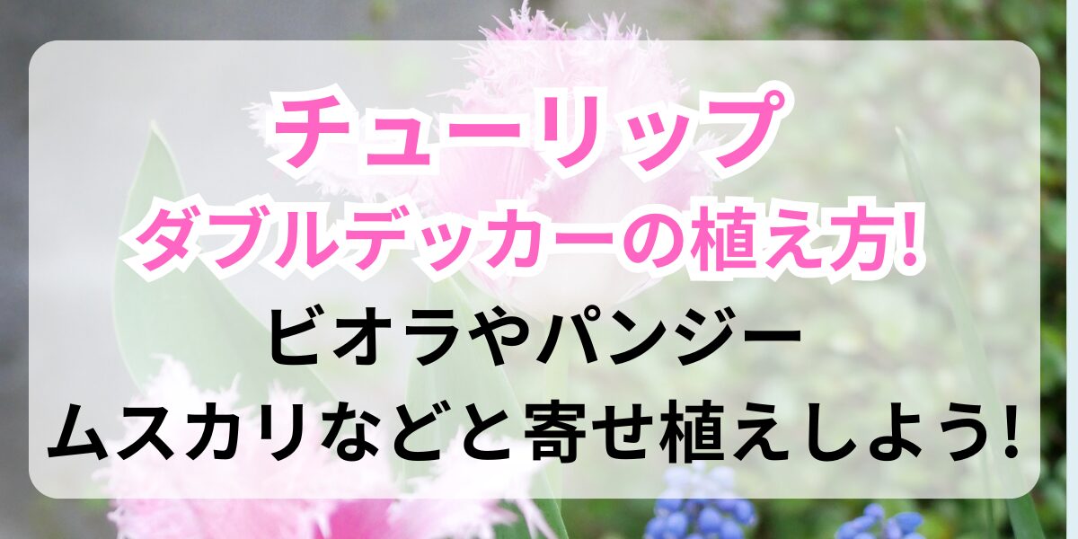 チューリップとムスカリの寄せ植え