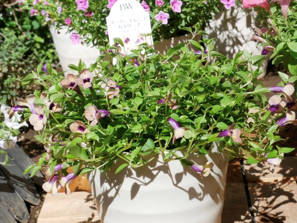 鉢植えのスーパートレニア