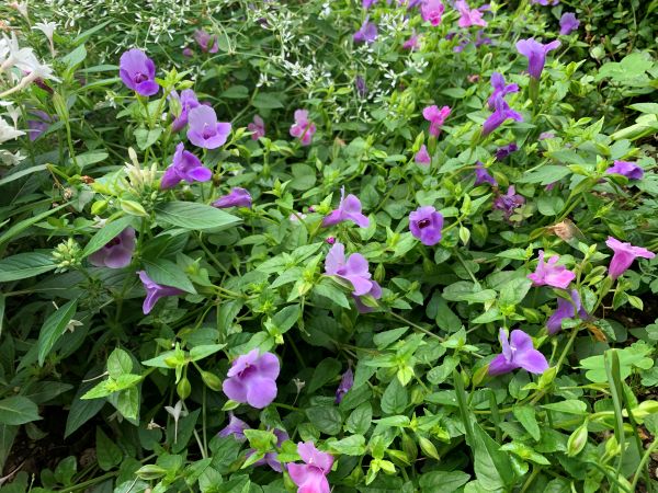 地植えのスーパートレニア