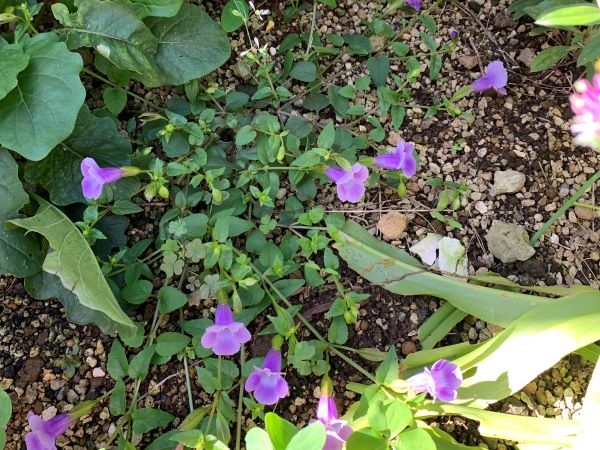 地植えのスーパートレニア