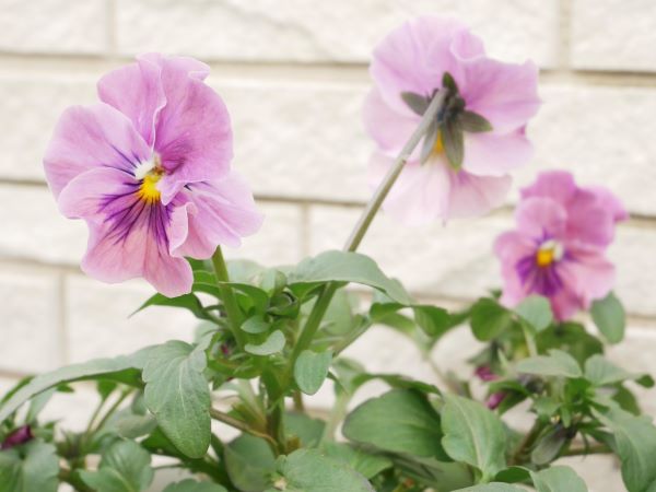 パンジーの花