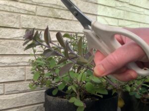 挿し木・挿し芽のやり方は?適した時期や発根に成功させるコツ・おすすめの土など紹介! | えみhanaガーデン