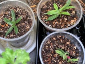 挿し木・挿し芽のやり方は?適した時期や発根に成功させるコツ・おすすめの土など紹介! | えみhanaガーデン