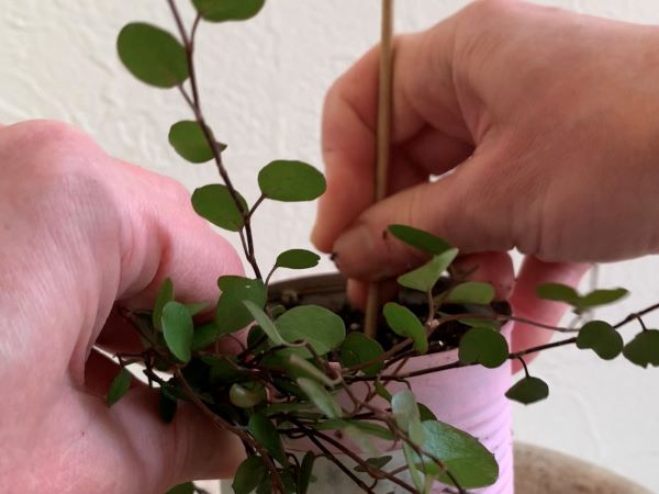 ワイヤープランツの挿し芽をしているところ