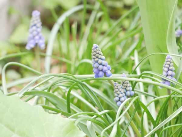 2年ほど植えっぱなしのムスカリ