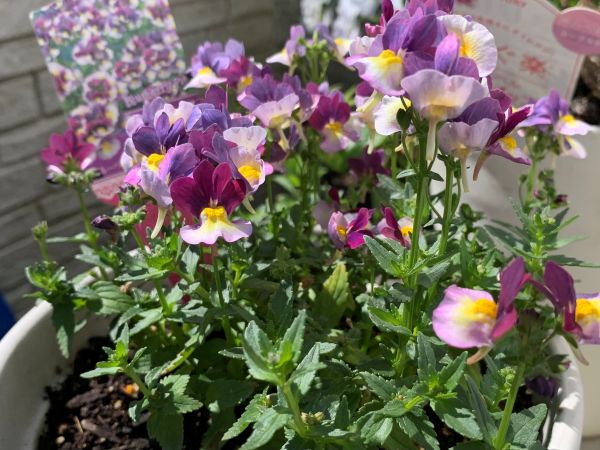 切り戻し後開花してきたネメシア