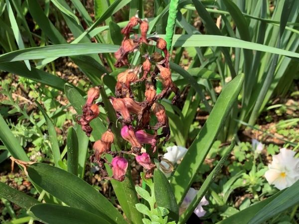花が終わったヒヤシンス
