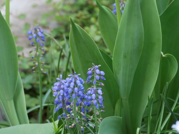 花が咲き終わってきているムスカリ