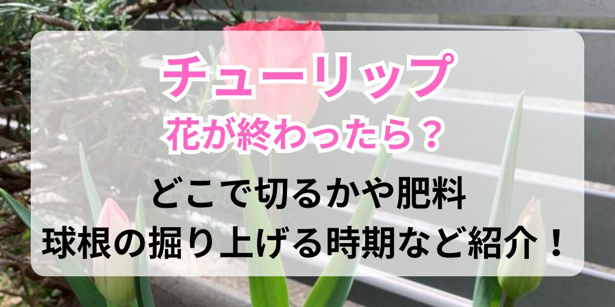 開花したチューリップ