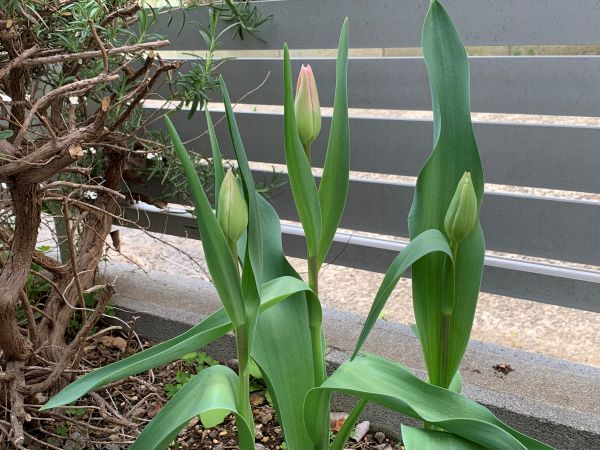 つぼみのチューリップ