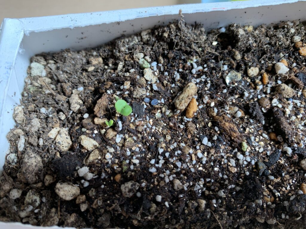 種まきバジルの発芽