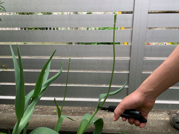 花が終わったチューリップを切っている