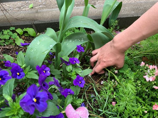チューリップの花が終わり肥料をあげているところ