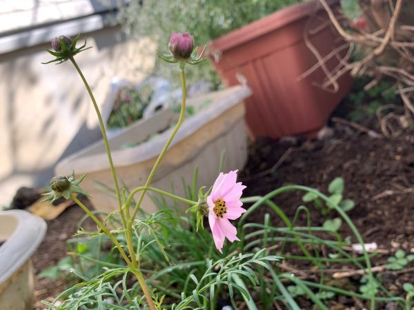 種まきして開花したコスモス