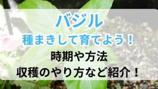 種まきで育てたバジル