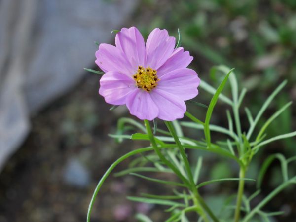 育苗して植え付けたコスモス