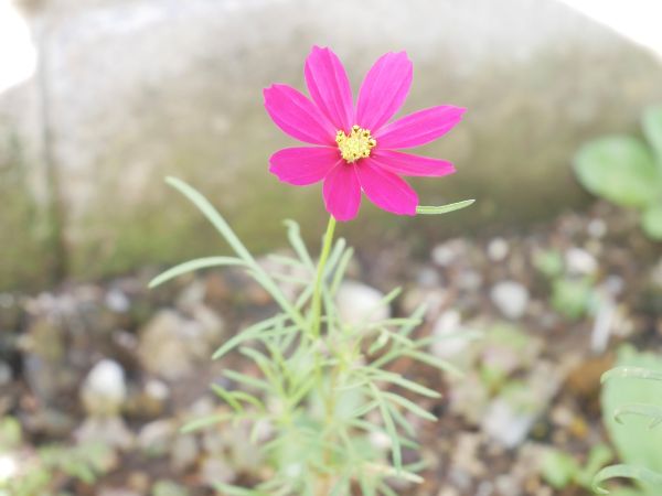 地植えの種まきからのコスモス