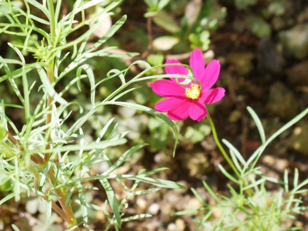 種まきして育てた地植えのコスモス