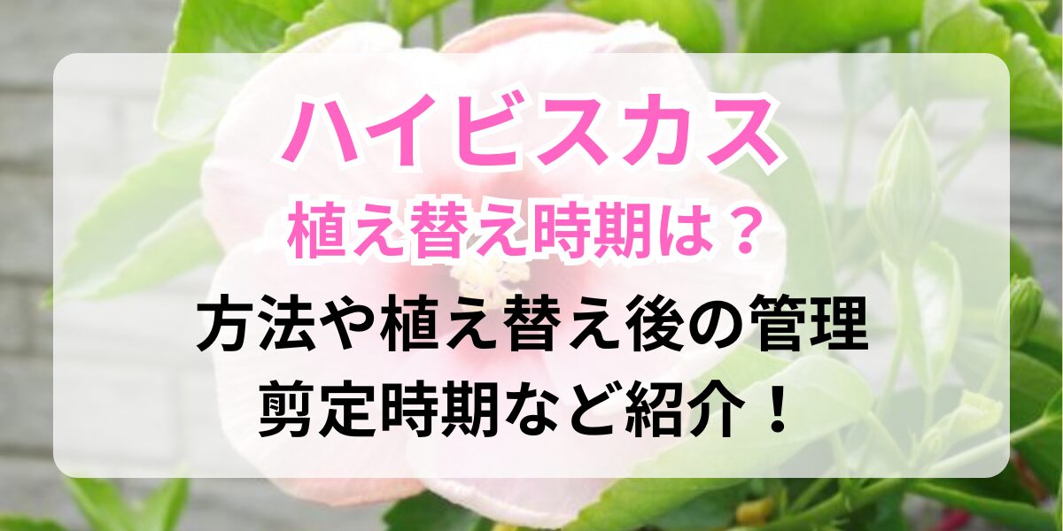 ハイビスカスの花
