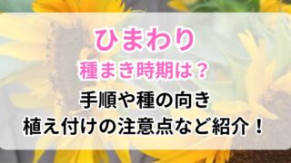 種まきした開花したひまわり