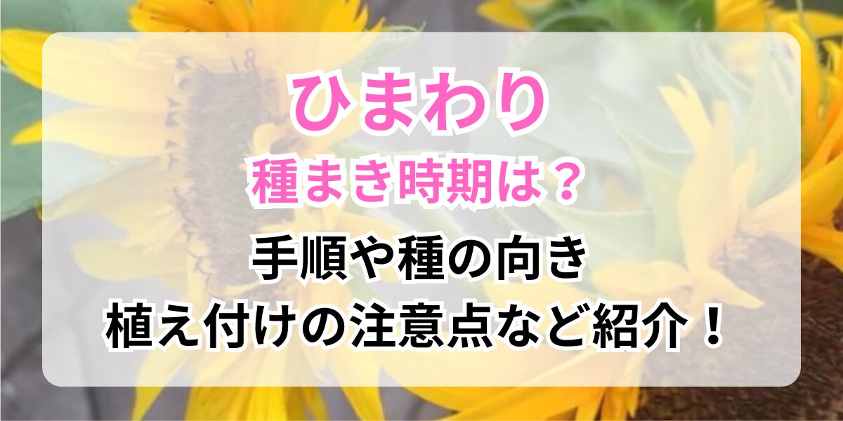 種まきした開花したひまわり