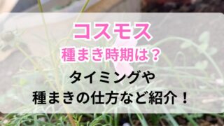 種まきで育てたコスモス