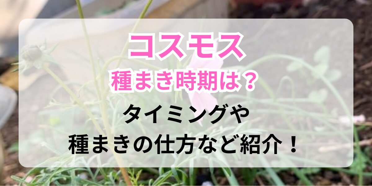 種まきで育てたコスモス